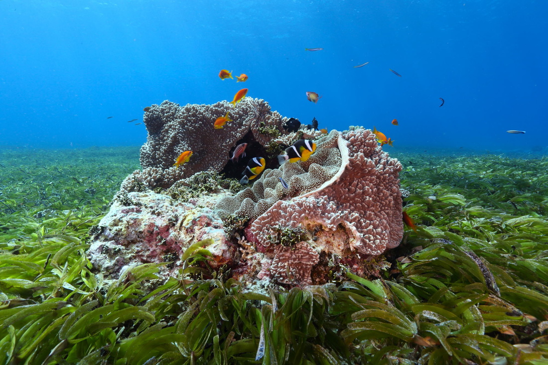 7 Stunning Images From Pristine Seas